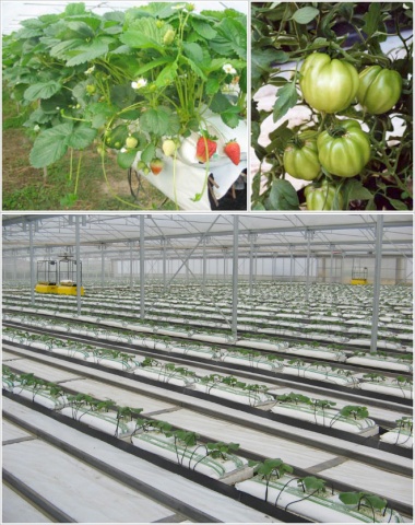 Foto galleria CANALIS AGRICOLTURA di Canalis Mattia