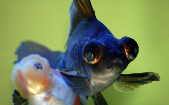 Oranda Black Moore