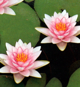 Nymphea Rosa - Piante acquatiche da laghetto