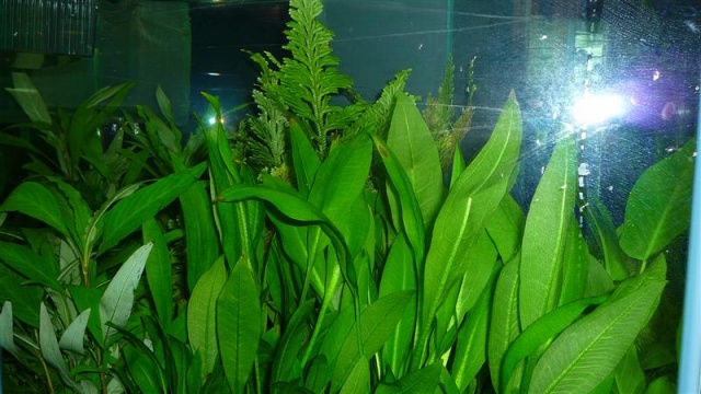 Piante Tropicali