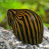 Neritina Zebra