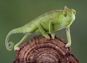 CAMALEONTE - Chamaleo Calyptratus