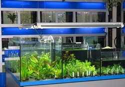 Acquariologia Laghetti