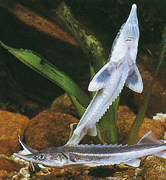 STORIONE - Pesce da laghetto