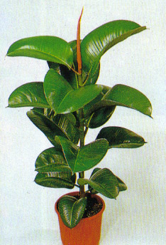 Piante verdi e piante fiorite